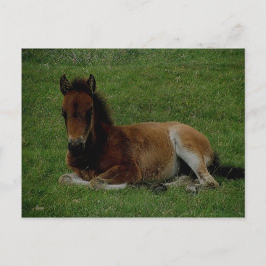 Dartmoor pony, rust. briefkaart (Voorkant)