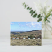 Dartmoor Sheep Briefkaart (Staand voorkant)