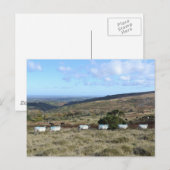 Dartmoor Sheep Briefkaart (Voorkant / Achterkant)