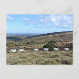 Dartmoor Sheep Briefkaart