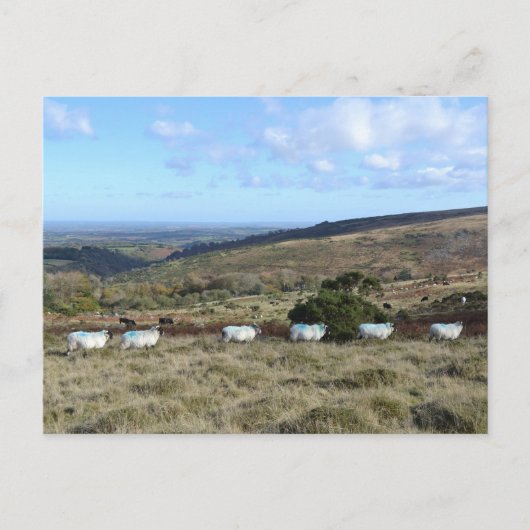 Dartmoor Sheep Briefkaart (Voorkant)