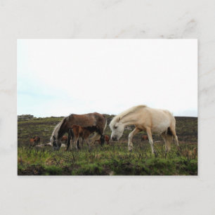 Dartmoor Wild Ponies Briefkaart