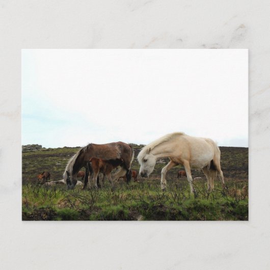 Dartmoor Wild Ponies Briefkaart (Voorkant)