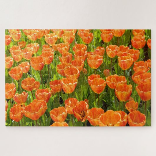Darwin hybride tulp, tulipa "Oxford's Elite." Oran Legpuzzel (Horizontaal)