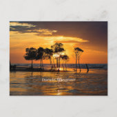 Darwin Mangrove Briefkaart (Voorkant)