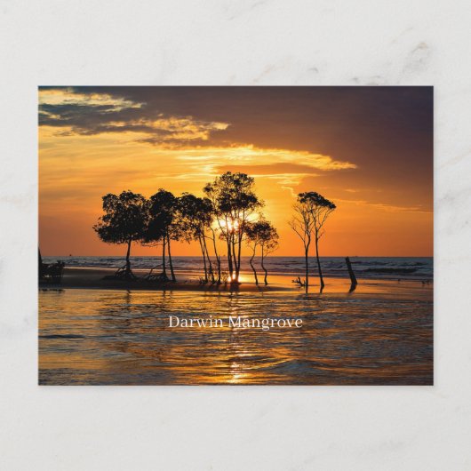 Darwin Mangrove Briefkaart (Voorkant)