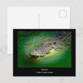 Darwin Northern Territory - Crocodile Briefkaart (Voorkant / Achterkant)