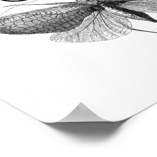 Darwin Quote Evolution Poster (Hoek)