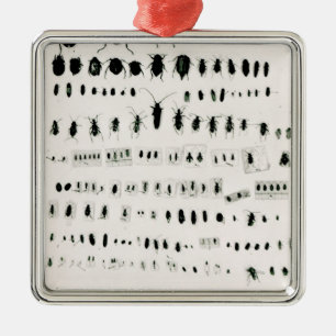 Darwins collectie metalen ornament