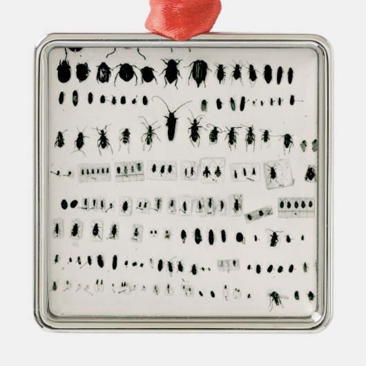 Darwins collectie metalen ornament (Voorkant)