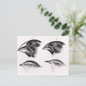 Darwins vogelwaarnemingen briefkaart (Staand voorkant)