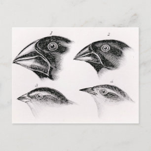 Darwins vogelwaarnemingen briefkaart