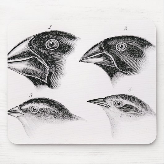 Darwins vogelwaarnemingen muismat (Voorkant)