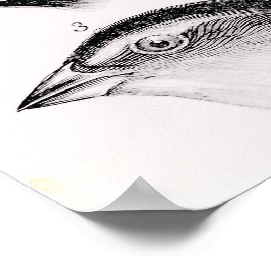 Darwins vogelwaarnemingen poster (Hoek)