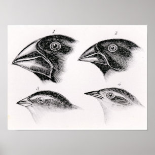 Darwins vogelwaarnemingen poster