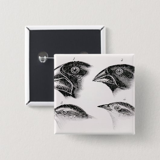 Darwins vogelwaarnemingen vierkante button 5,1 cm (Voorkant /achterkant)