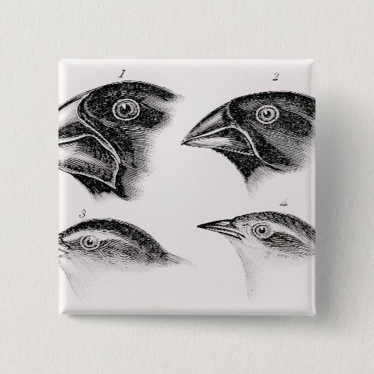 Darwins vogelwaarnemingen vierkante button 5,1 cm (Voorkant)