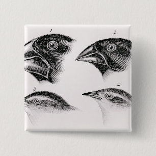 Darwins vogelwaarnemingen vierkante button 5,1 cm