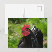 Das Huhn Briefkaart (Voorkant / Achterkant)