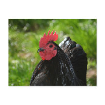 Das Huhn