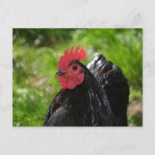 Das Huhn Briefkaart