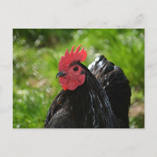 Das Huhn Briefkaart (Voorkant)