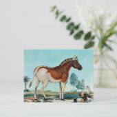 Das Steppenzebra of The Quagga (1882) Briefkaart (Staand voorkant)