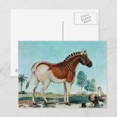 Das Steppenzebra of The Quagga (1882) Briefkaart (Voorkant / Achterkant)