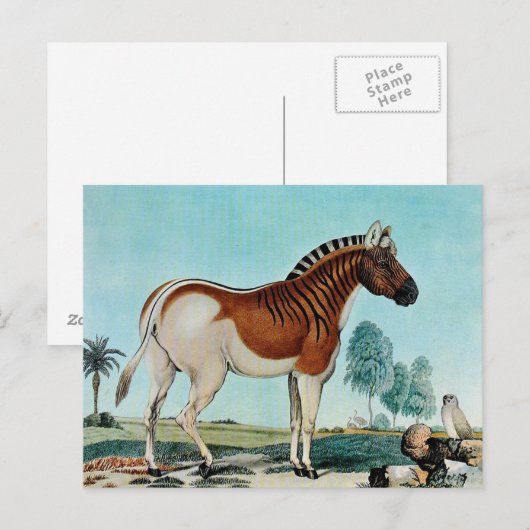 Das Steppenzebra of The Quagga (1882) Briefkaart (Voorkant / Achterkant)
