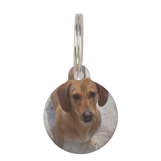 Daschund-14 Huisdierpenning (Voorkant)