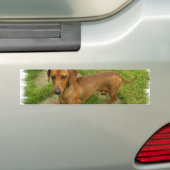 Daschund-Bumpersticker Bumpersticker (Op auto)