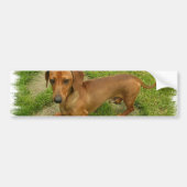 Daschund-Bumpersticker Bumpersticker (Voorkant)