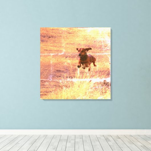 Daschund Hond Springen in het veld Fotografie Canvas Afdruk (Insitu (Houten vloer))
