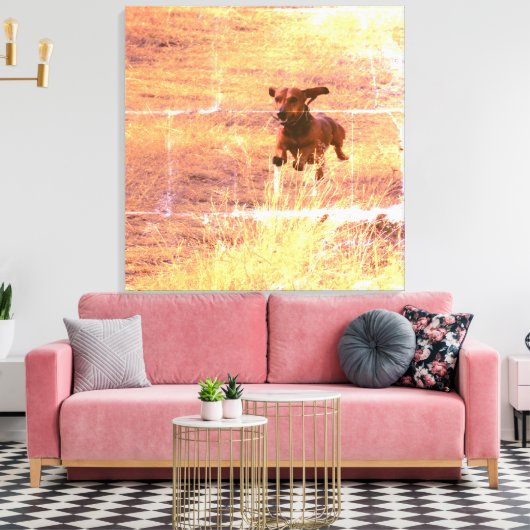 Daschund Hond Springen in het veld Fotografie Canvas Afdruk (Insitu (Woonkamer))