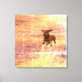 Daschund Hond Springen in het veld Fotografie Canvas Afdruk (Voorkant)