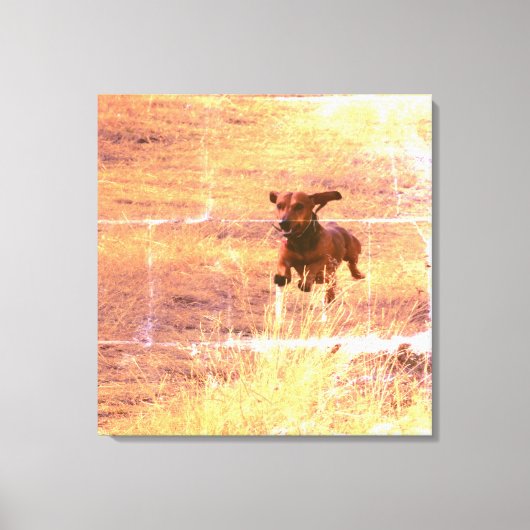 Daschund Hond Springen in het veld Fotografie Canvas Afdruk (Voorkant)