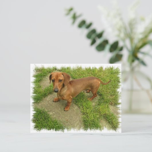 Daschund Horizontal Briefkaart (Staand voorkant)