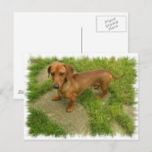 Daschund Horizontal Briefkaart (Voorkant / Achterkant)