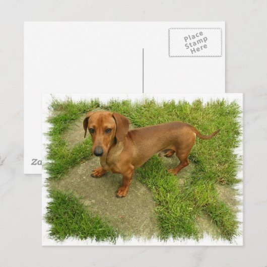 Daschund Horizontal Briefkaart (Voorkant / Achterkant)