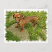 Daschund Horizontal Briefkaart (Voorkant)