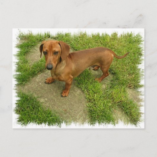 Daschund Horizontal Briefkaart (Voorkant)