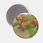 Daschund Magnet (Voorkant / Achterkant)