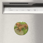 Daschund Magnet (Insitu (Vaatwasser))
