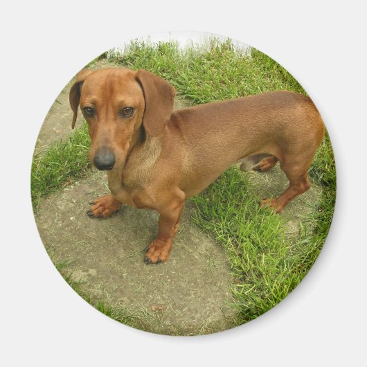 Daschund Magnet (Voorkant)