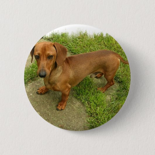 Daschund Pin Ronde Button 5,7 Cm (Voorkant)