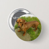 Daschund Pin Ronde Button 5,7 Cm (Voorkant /achterkant)