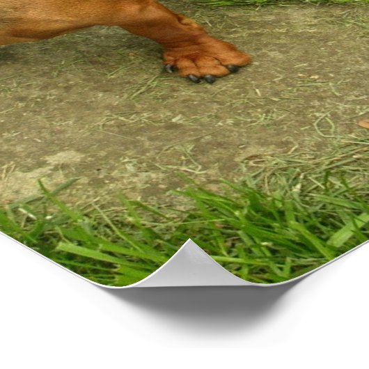 Daschund Poster Print (Hoek)