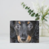 Daschund Puppy Dog Briefkaart (Staand voorkant)