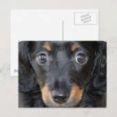 Daschund Puppy Dog Briefkaart (Voorkant / Achterkant)