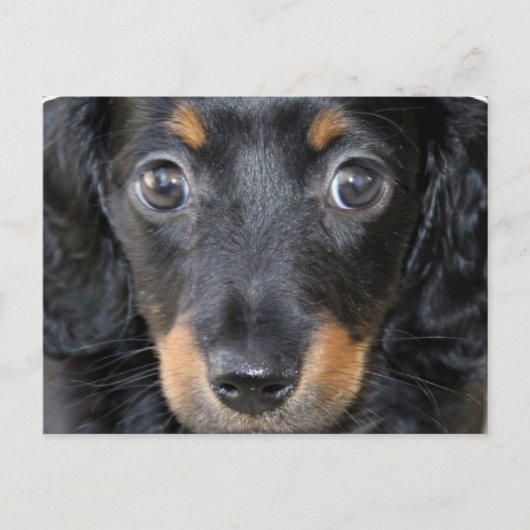 Daschund Puppy Dog Briefkaart (Voorkant)